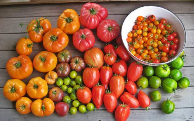 Скороспелые томаты