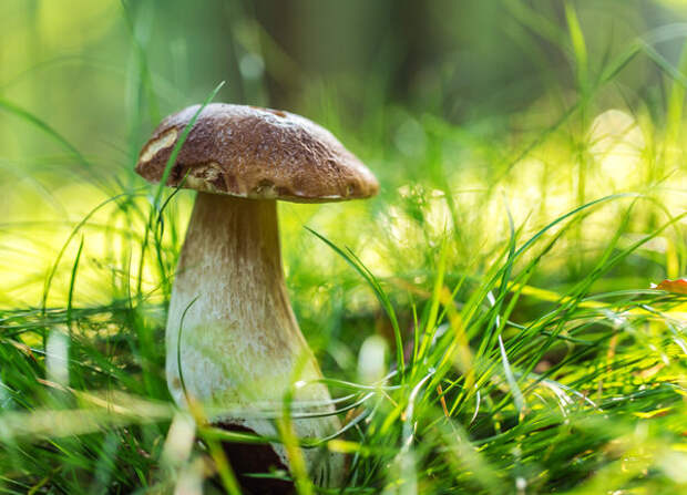 В лесах Новосибирской области нашли редкий гриб «лопастник келе»
