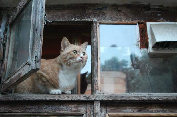 Очень колоритные уличные коты. Часть 3: спецвыпуск в честь Дня кошек в России города, день кошек в России, кошки, эстетика