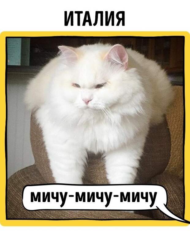 Как в разных странах подзывают кошек животные, коты, прикол