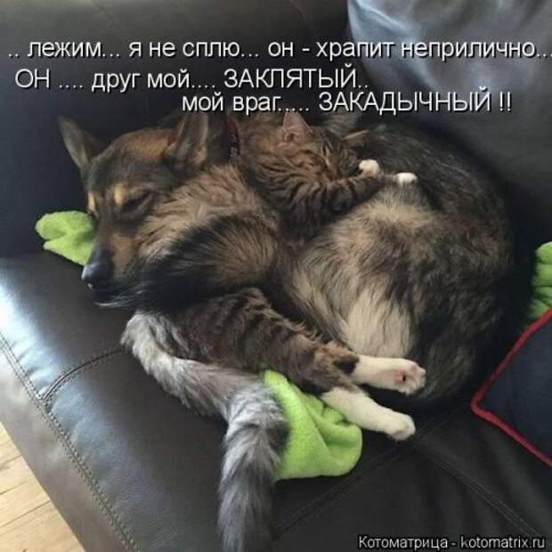 Котоматрица на Бугаге (33 фото)