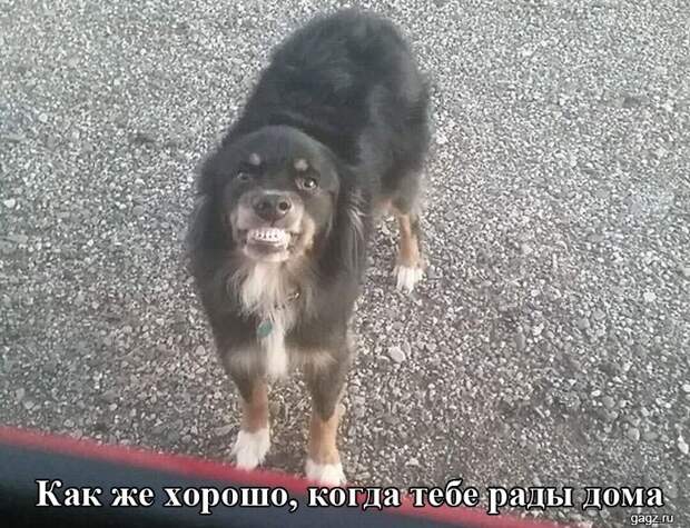 145674_smeshnaya_podborka_kartinok_s_nadpisyami_gagz_ru