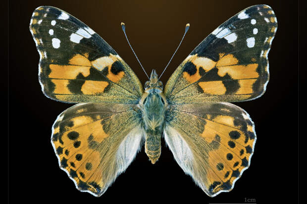 NatComms: бабочки-репейницы совершают перелеты на дистанцию 4,2 тыс. километров
