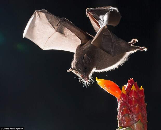 Taking a lick: A bat flicks out its long tongue as it nears a tasty-looking red and orange fruit, its leathery wings guiding it towards the prize