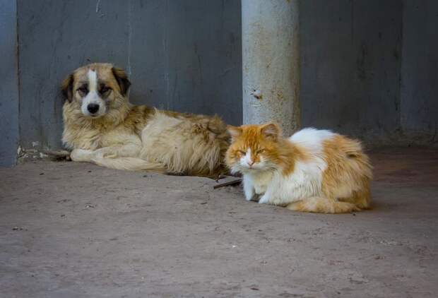 Бездомные собака и кот