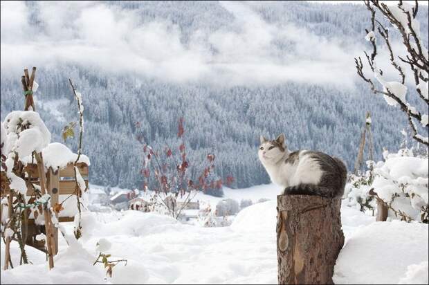 Зимние забавы кошек