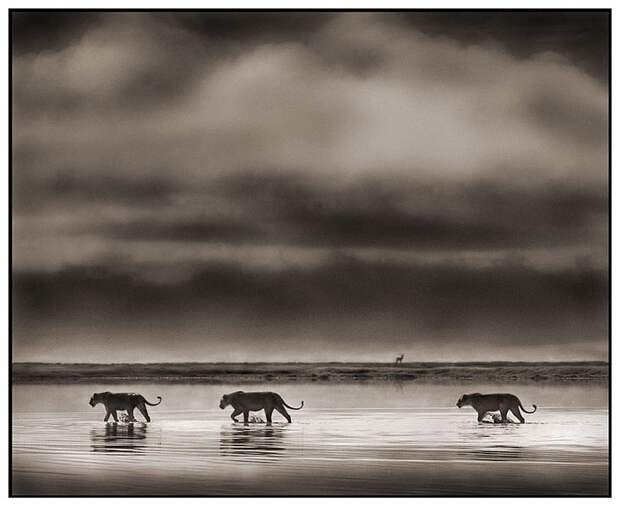 фотографии африки. Nick Brandt