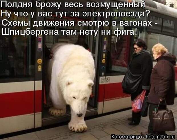 Лучшие котоматрицы недели (51 фото)
