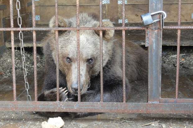 Двух измученных медведей спасли из частного зоопарка в Сергаче