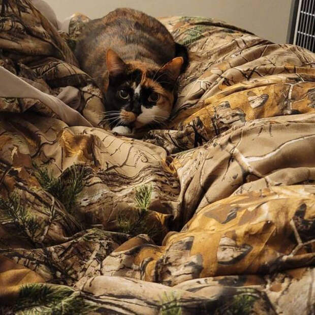 Домашние животные, которые могут легко скрыться от хозяев