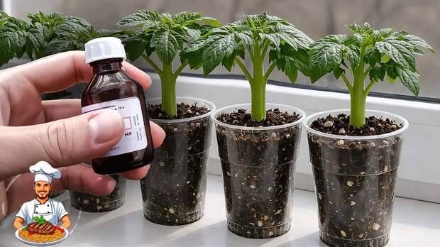 Натуральная подкормка для крепкой рассады