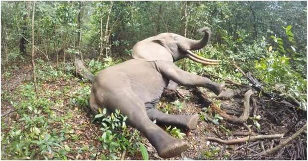 Слон просыпается после транквилизатора африка, видео, животные, ошейник, пробуждение, реакция, слон