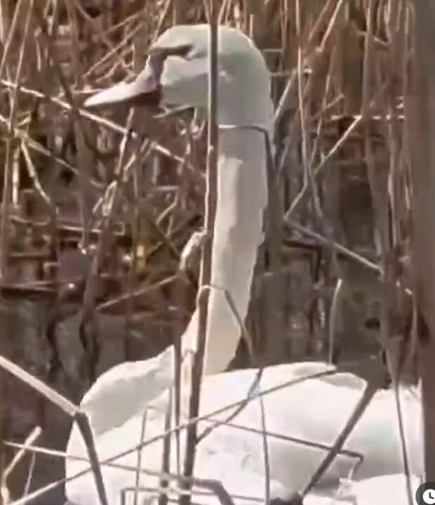 Спасённого от смерти лебедя вернули в привычную среду