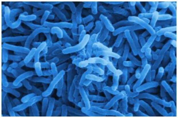 Холера — острая кишечная, сапронозная инфекция, вызываемая бактериями вида Vibrio cholerae. болезни, инфекции, мир, прививки, факты, эпидемии
