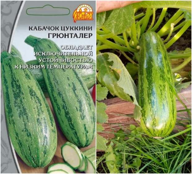 кабачок грюнталер