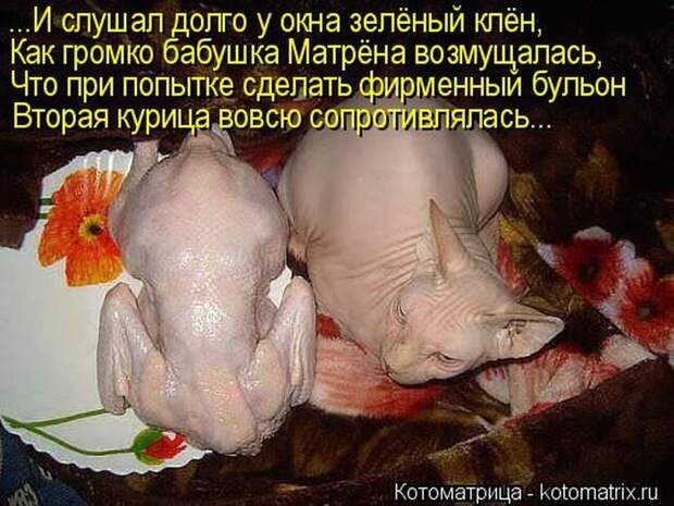 Лучшие котоматрицы недели