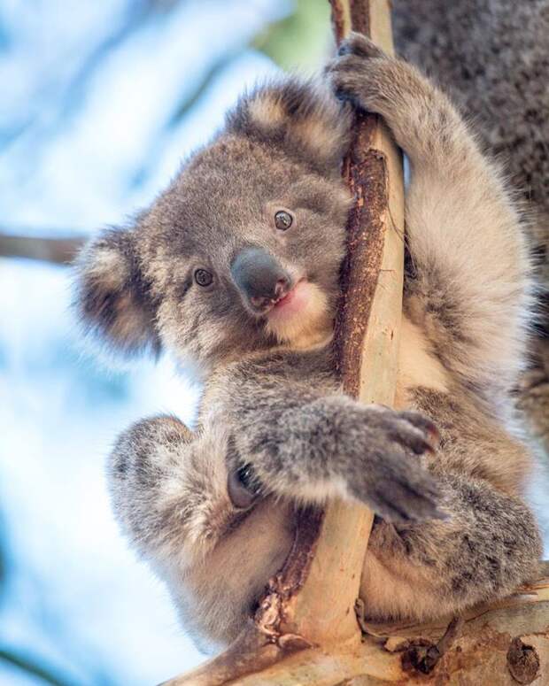 8 фото супермилых коал, которые спят 20 часов в сутки