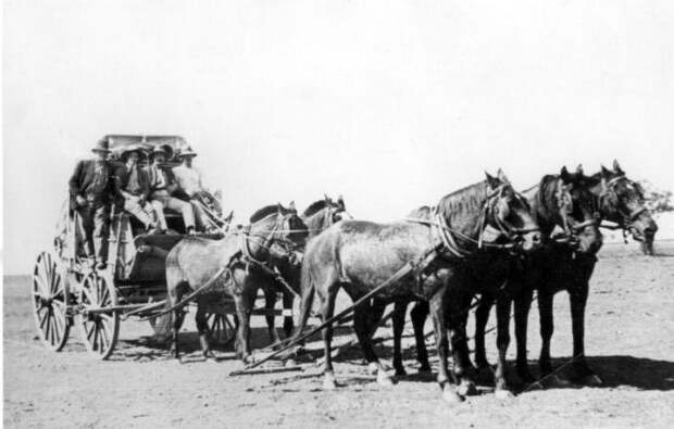 Пристяжная лошадь: определение, особенности и интересные факты