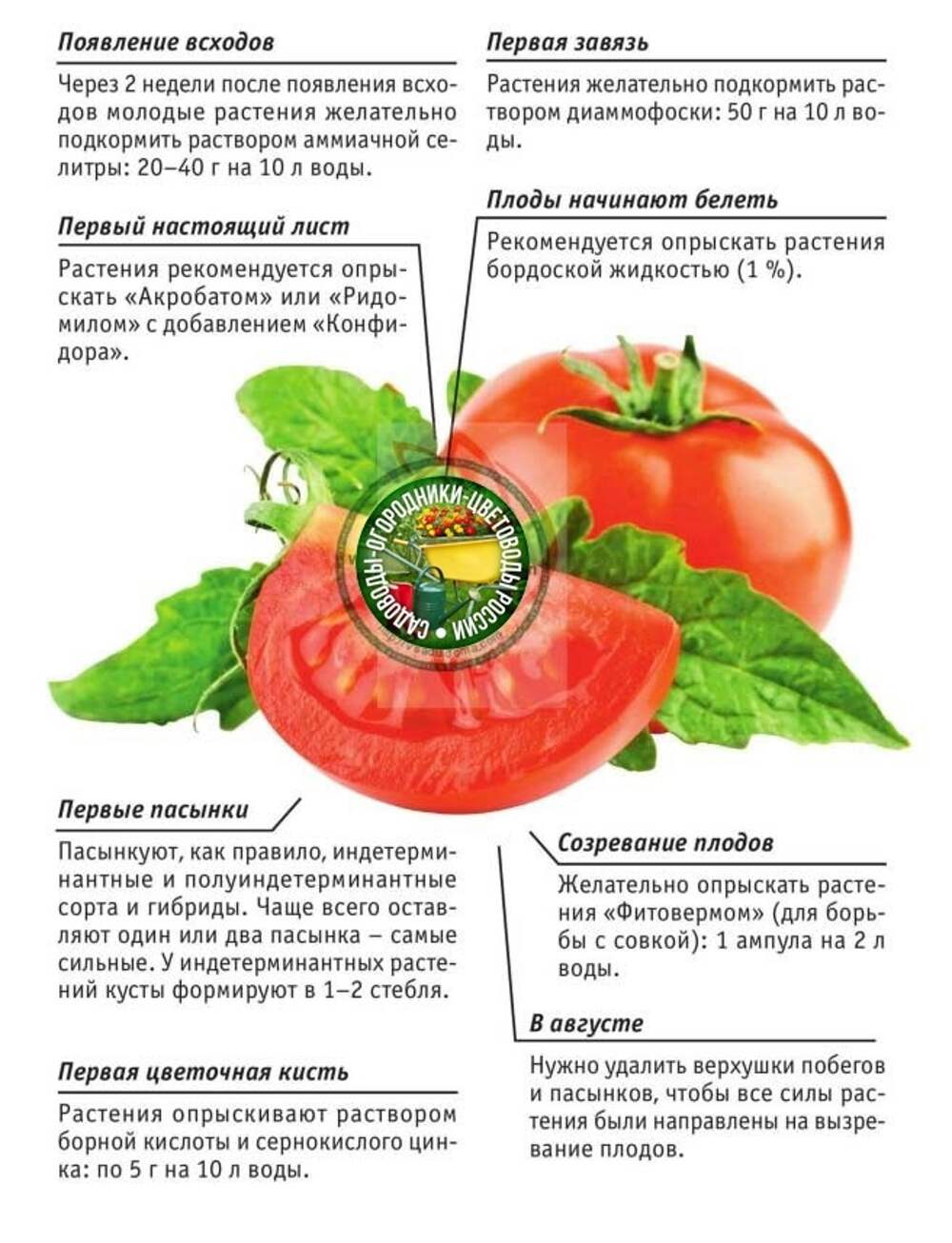 Помидоры подкормка и уход в теплице. Агротехника выращивания томатов. Дневник томатов. Помидоры полным полно. Полная агротехника томата от Агросемтомс читать буклет.