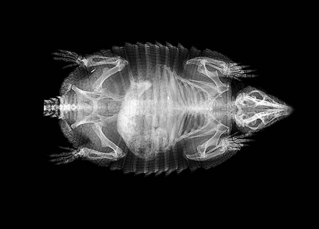 Лондонский зоопарк опубликовал рентгеновские снимки своих обитателей