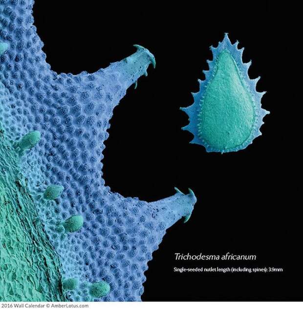 Залипательный микромир: как выглядят разные растения под микроскопом