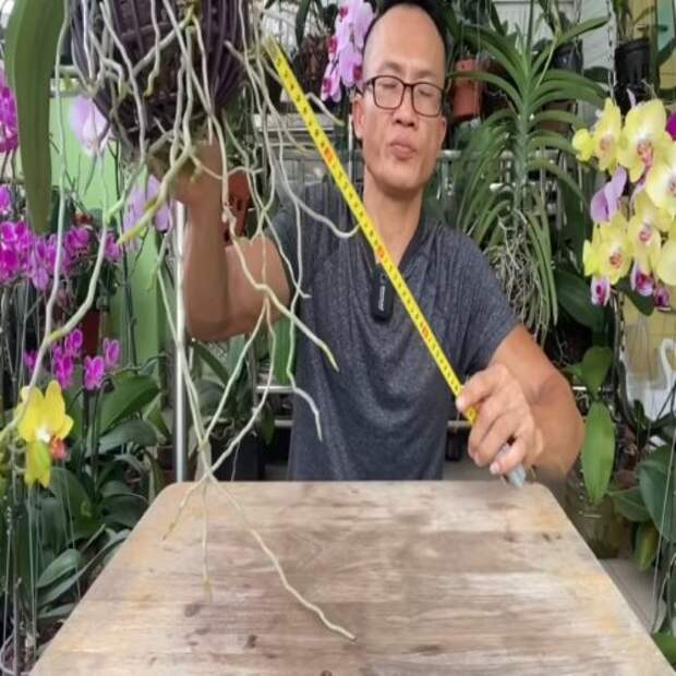 Ну очень простое средство, которое запустит бешенный рост корней орхидеи
