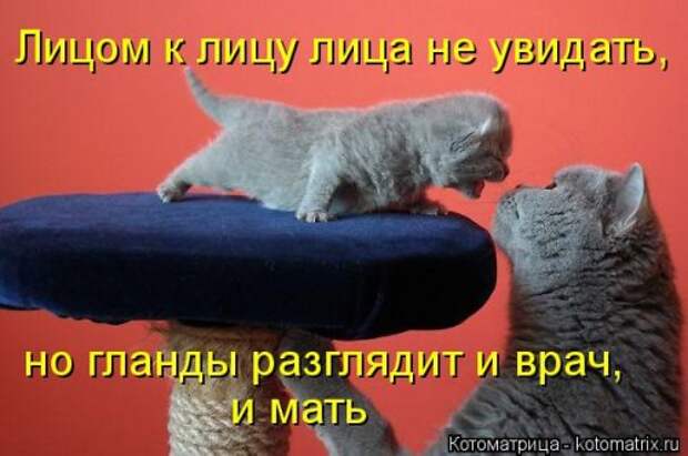 Новая котоматрица на Бугаге (35 фото)