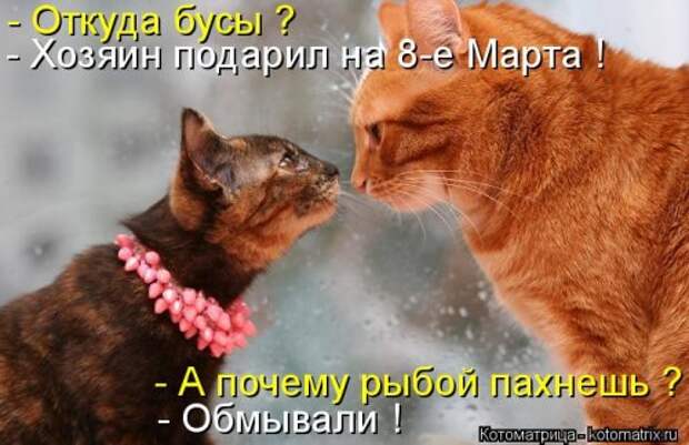 Новая котоматрица для всех! (34 фото)
