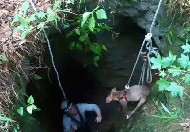 Собака и сасатель Собаку вытаскивают из ямы