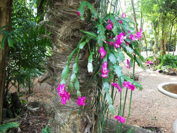 Zygocactus (декабрист) в природе
