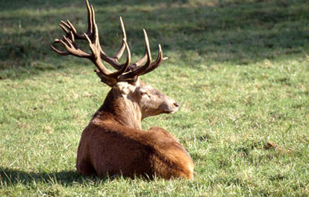 Вы видели, как олени купают рога? Зачем они это делают? На «Утрише» в Краснодарском крае самцы готовятся к боям
