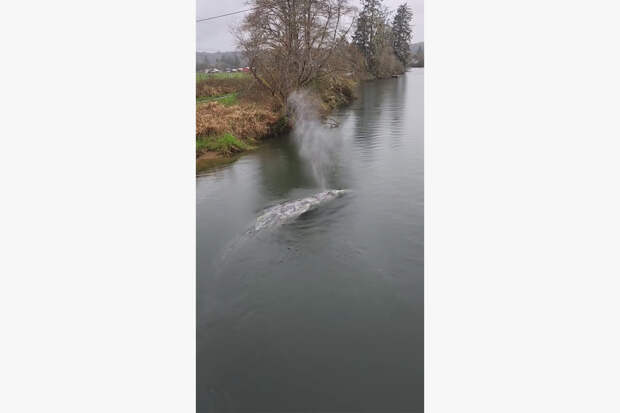 Тушу кита нашли в реке