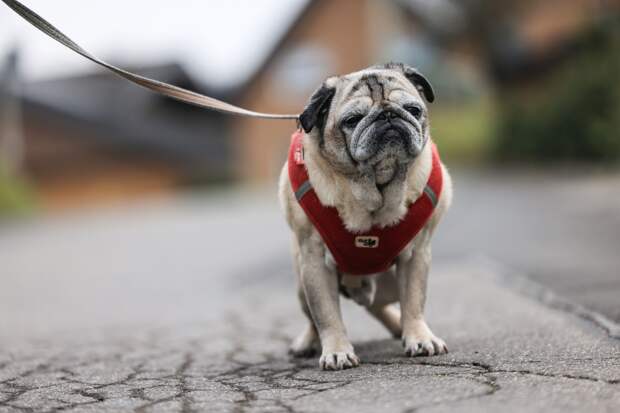 СПбГУВМ: короткомордые породы чаще других страдают от теплового удара