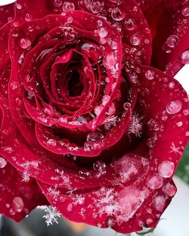 Замерзшая роза
