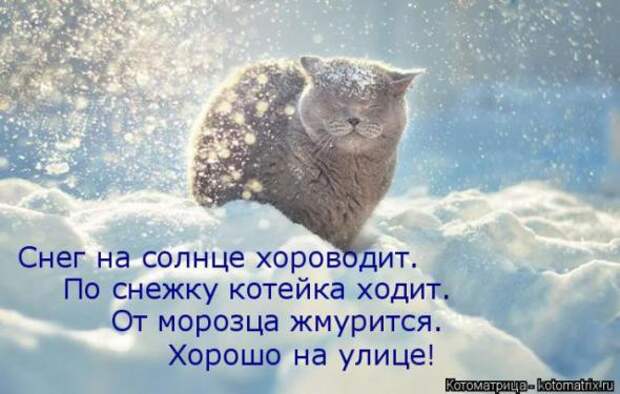 Котоматрицы (картинки с надписями)