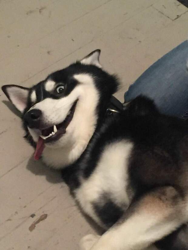 So I Rescued A Husky And This Is The Face He Does Every Time I Come Home