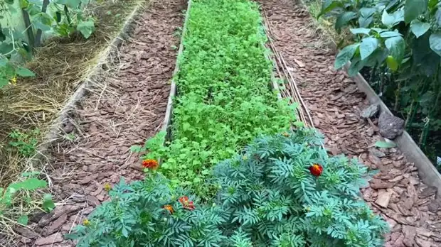 Какой сидерат посеять после уборки томатов для оздоровления почвы