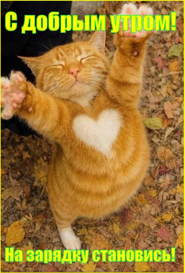 Утренний юморок 713.