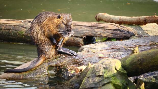 Почему бобры строят плотины: объяснение для детей и советы родителям