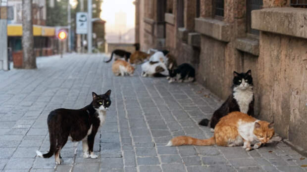 Светлый Боб