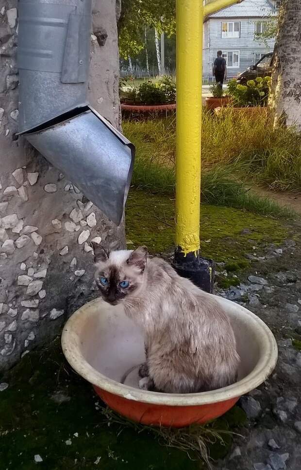 Очень колоритные уличные коты коты, окраины, улица, эстетика