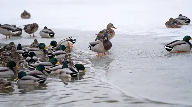 Столичные коммунальщики подготовили водохранилища к весеннему паводку и половодью