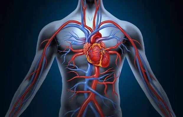Ангиография сосудов в Тюмени: особенности проведения исследования