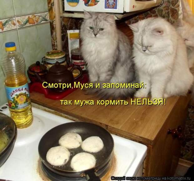 Кошатина да псятинка позитивная, этакая забавная, с надписями, очень много на выходные