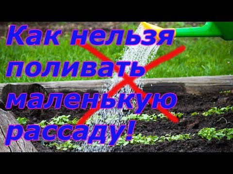 Как поливать рассаду сразу после всходов из семян, чтобы её не повредить? 2 «нежных» способа