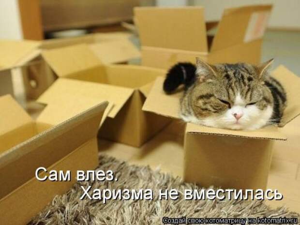 Новая котоматрица для позитива (35 фото)