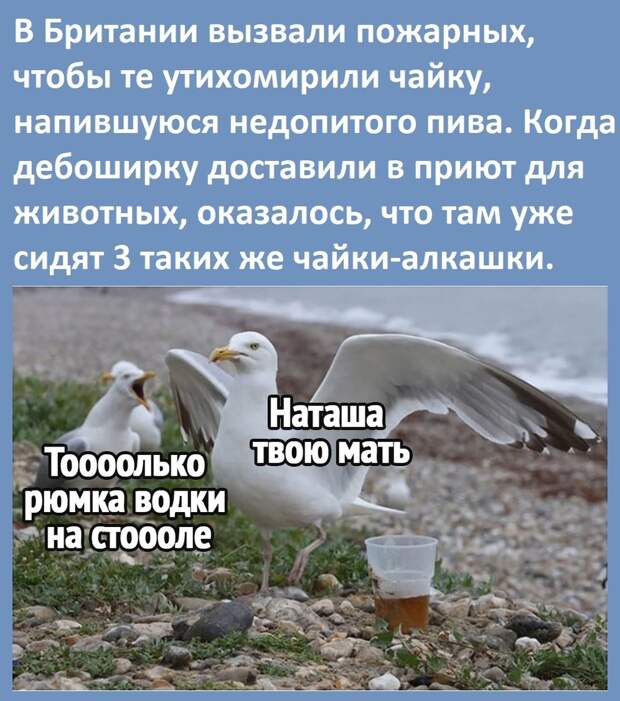 Юмор из интернета 648