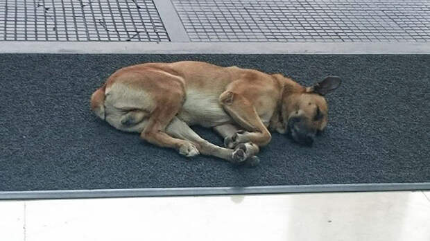 стюардесса приютила бездомную собаку