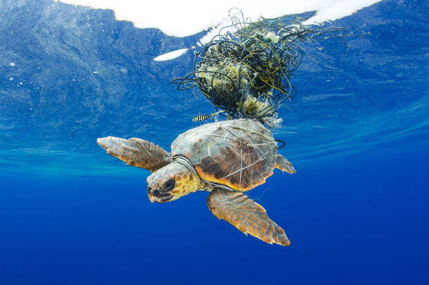 Морская черепаха,  Канарские острова, Испания