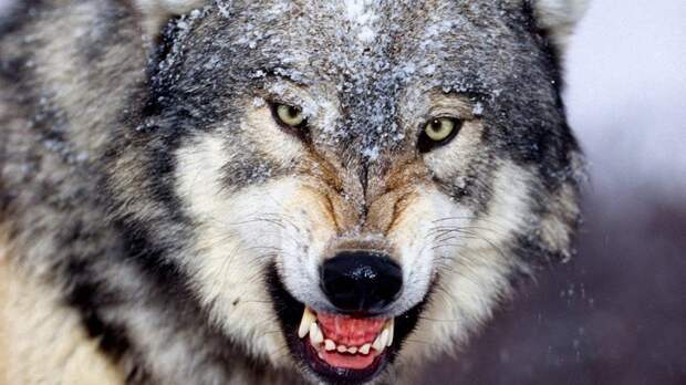 Волк — 10 живнотые, опасность, статистика, фишка